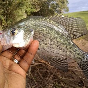 Meet your Posher, Challis